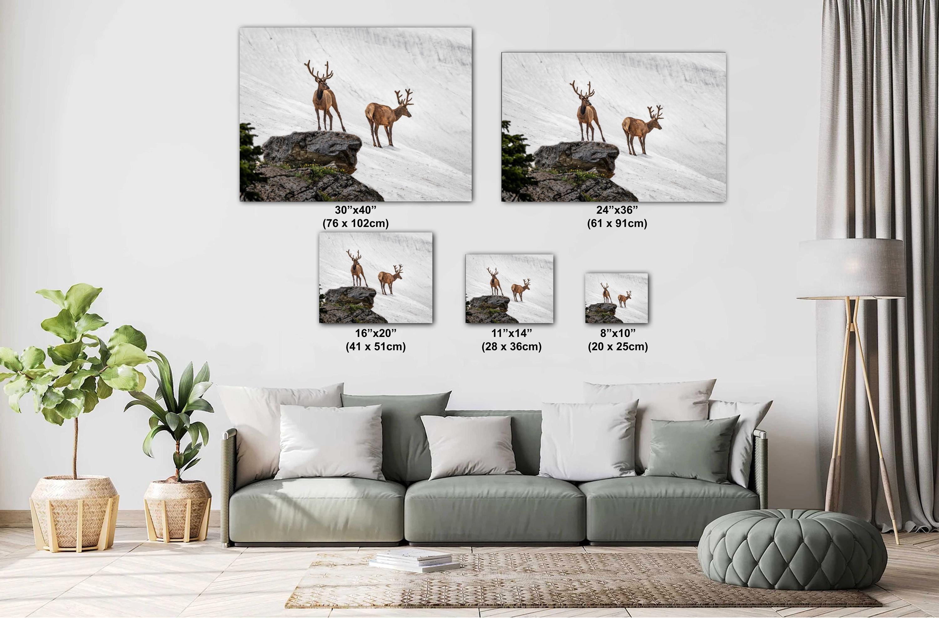 Bull Elk Duo on Summer Snow Rocky Mountain National Park Colorado Photo Print, Alpine Wildlife Wall Art Decor Aluminum/Acrylic/Metal/Canvas