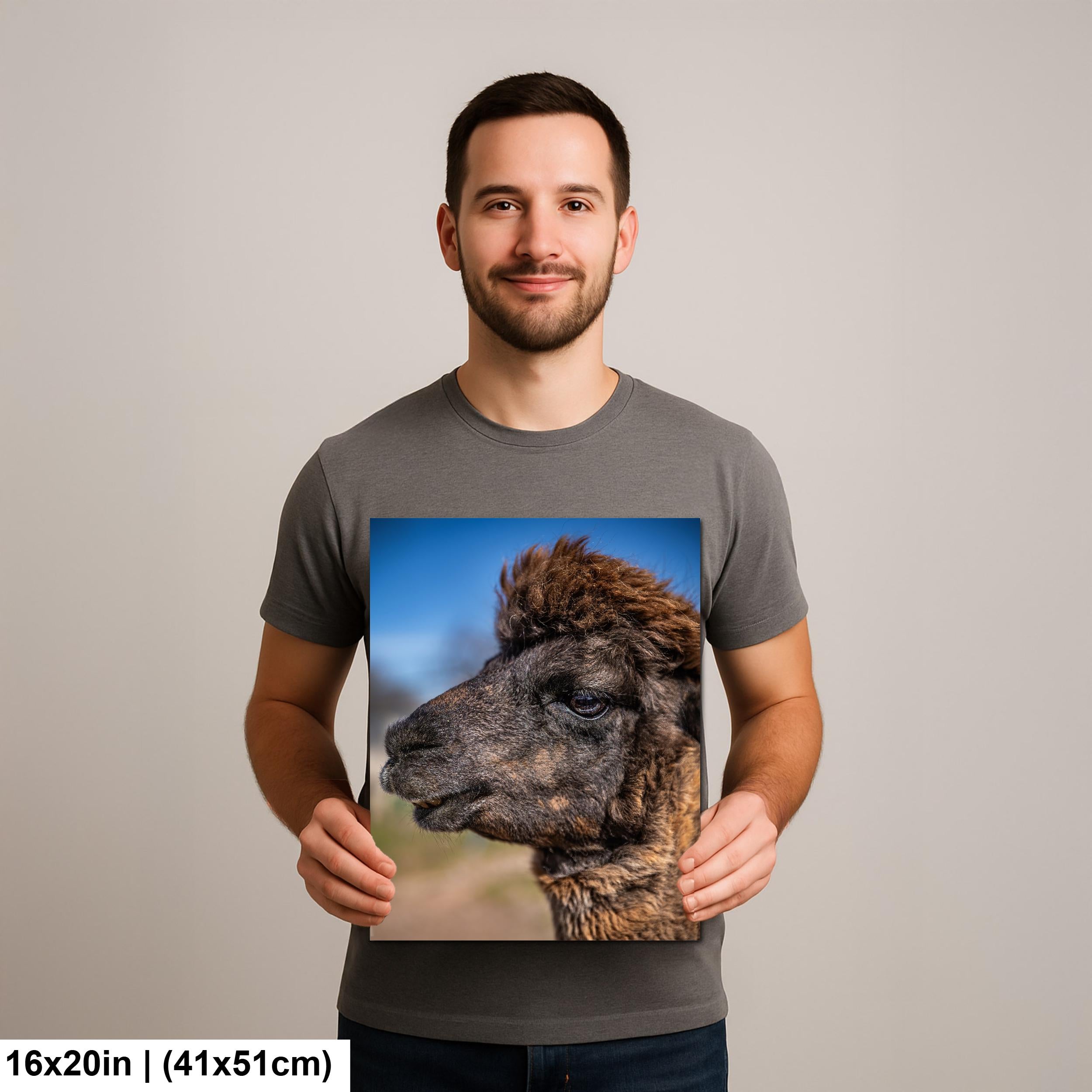 Brown Alpaca Portrait, Tucson Arizona, Photography Print Wall Art