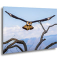 Crested Caracara in Flight: Arizona Desert Wildlife Photography Print