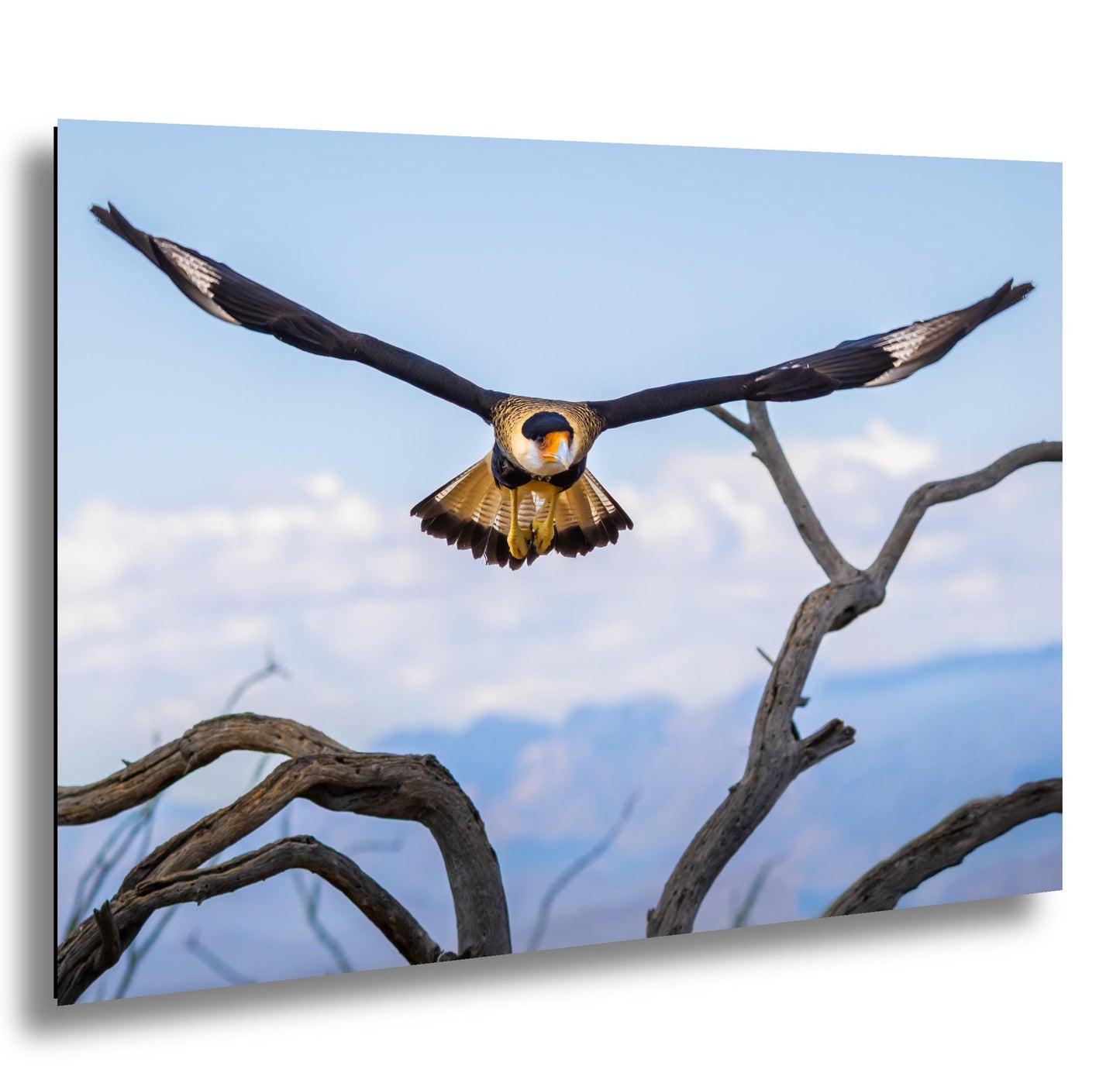 Crested Caracara in Flight: Arizona Desert Wildlife Photography Print
