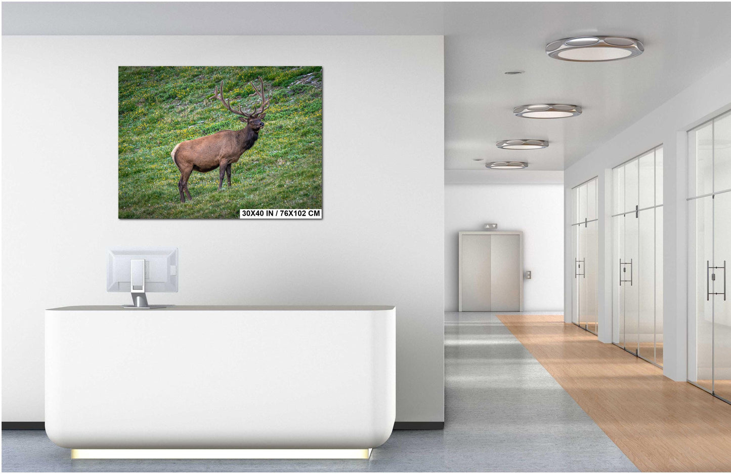Bull Elk in Alpine Wildflowers Rocky Mountain National Park Colorado Photo Print, Wildlife Nature Wall Art Home Decor Aluminum/Metal/Canvas