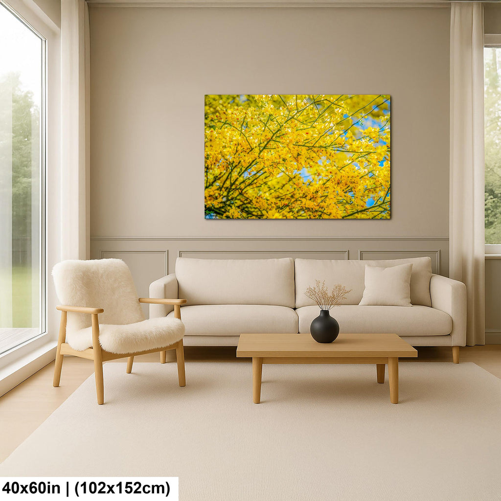 Palo Verde Spring Bloom Photography Print, Saguaro National Park Tucson Arizona, Yellow Desert Flowers Wall Art