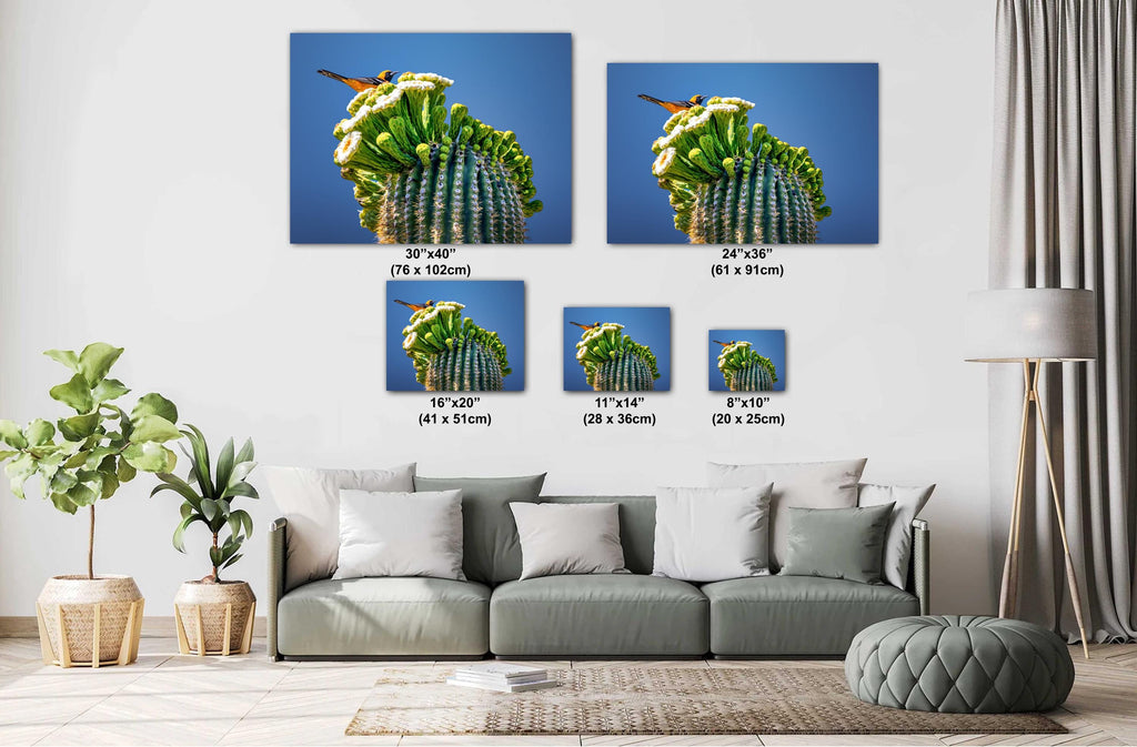 Arizona Desert Songbird: Hooded Oriole on Saguaro Cactus Flower Top Wall Art Print Aluminum/Acrylic/Metal/Canvas Bird Nature Photography