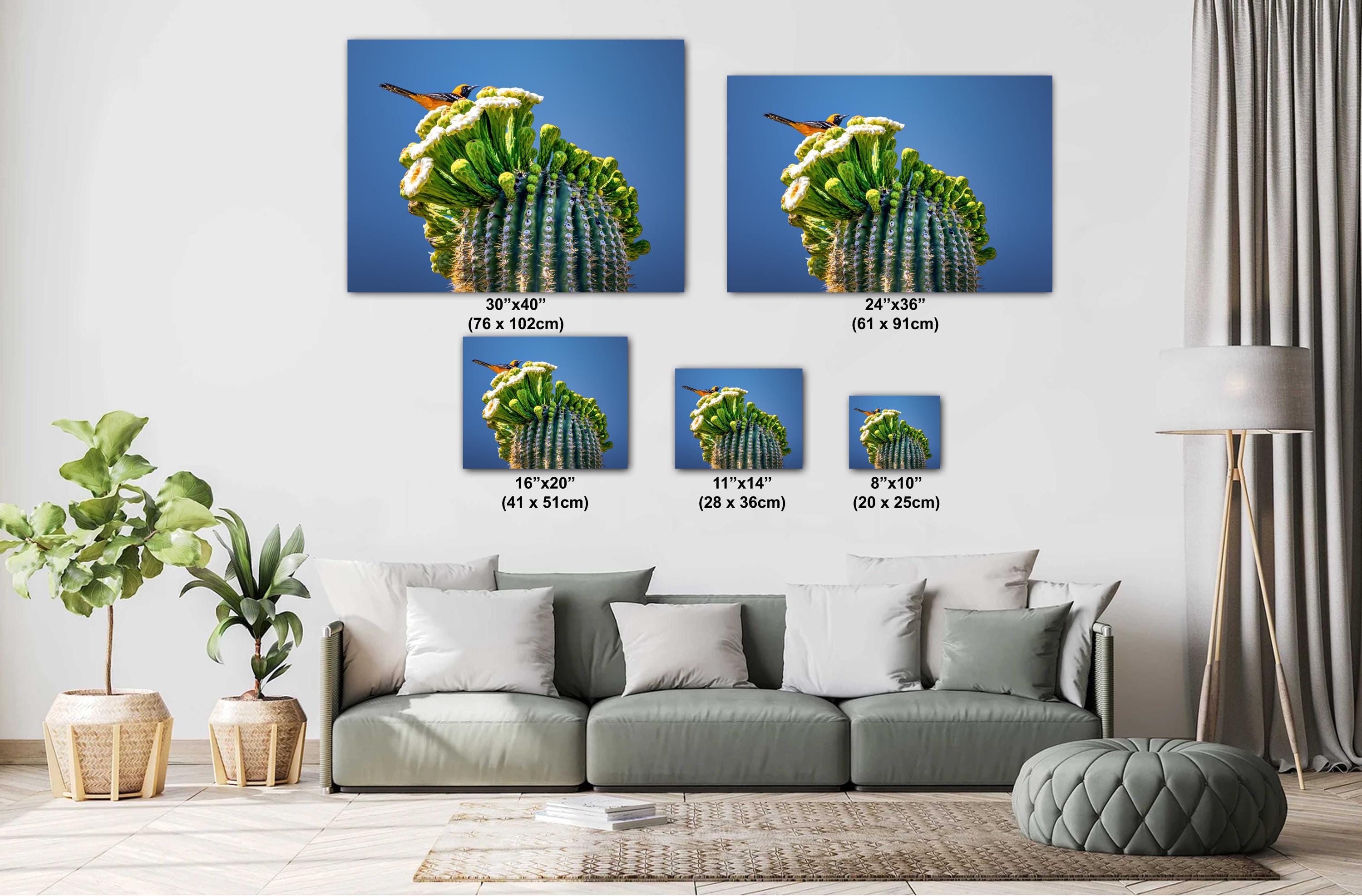 Arizona Desert Songbird: Hooded Oriole on Saguaro Cactus Flower Top Wall Art Print Aluminum/Acrylic/Metal/Canvas Bird Nature Photography