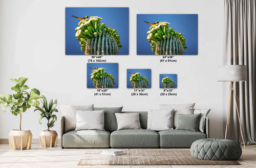 Arizona Desert Songbird: Hooded Oriole on Saguaro Cactus Flower Top Wall Art Print Aluminum/Acrylic/Metal/Canvas Bird Nature Photography