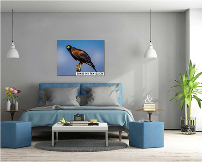 Living room with a blue sofa, coffee table, and decorative items, featuring Harris’s hawk on desert branch wall art ptint.