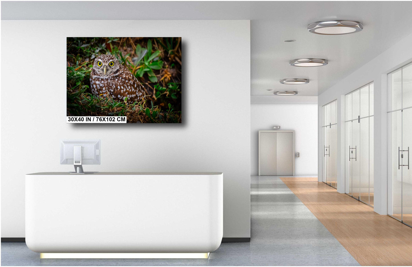 Burrowing Owl with Bright Eyes – The Watchful Guardian of Cape Coral The Americas Print Wall Art Photography Aluminum/Acrylic/Metal/Canvas