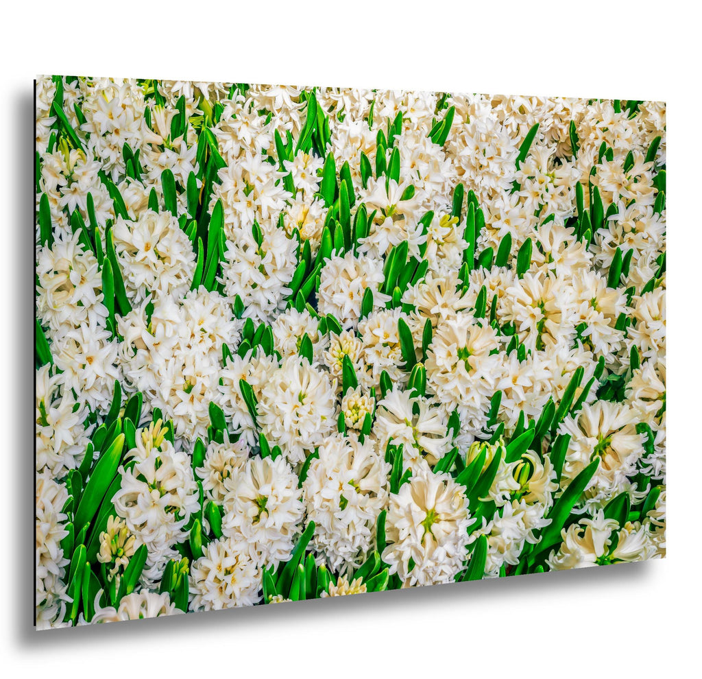 Spring Whites: White Hyacinth Flowers Botanical Photography Wall Art