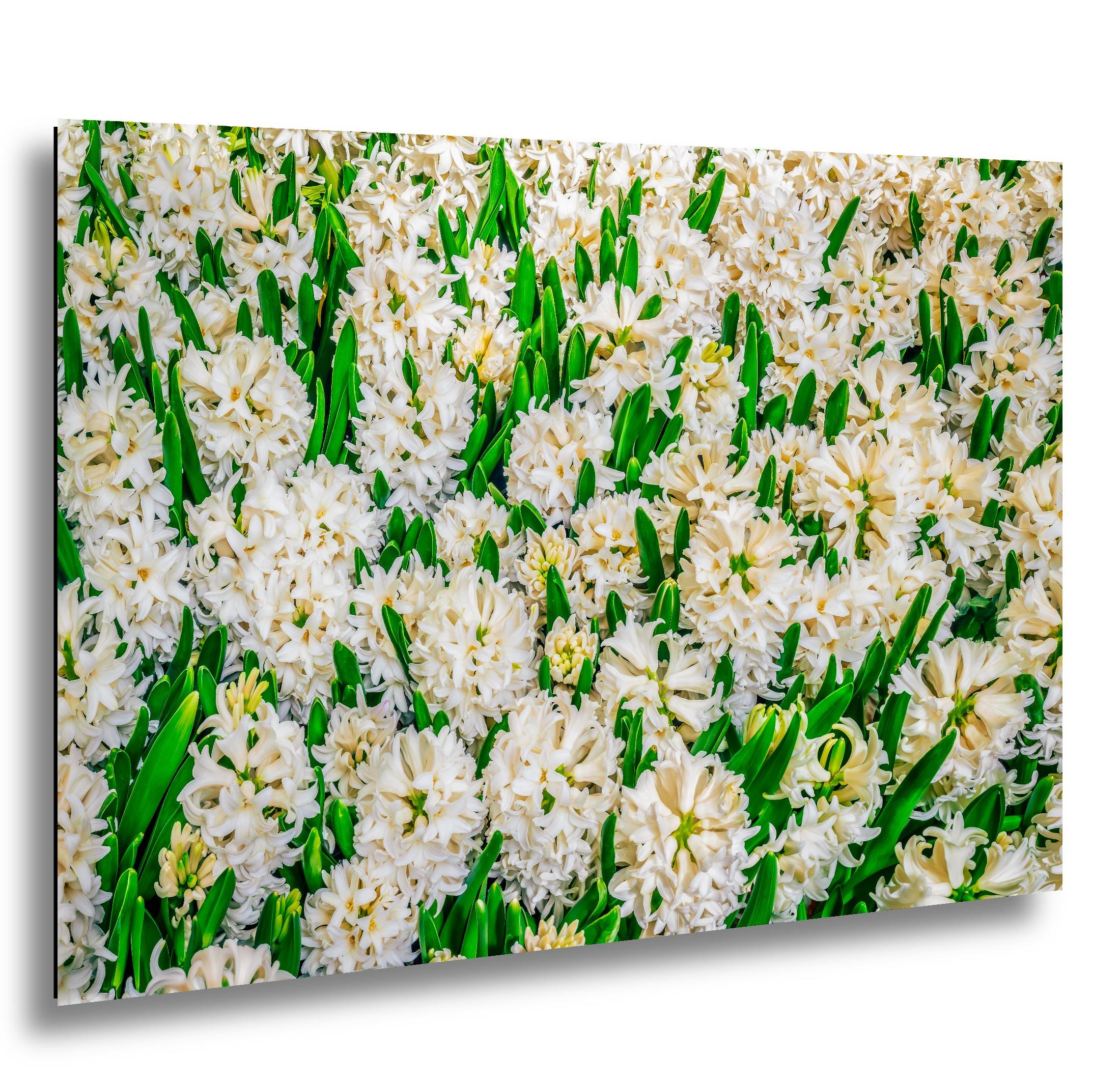 Spring Whites: White Hyacinth Flowers Botanical Photography Wall Art