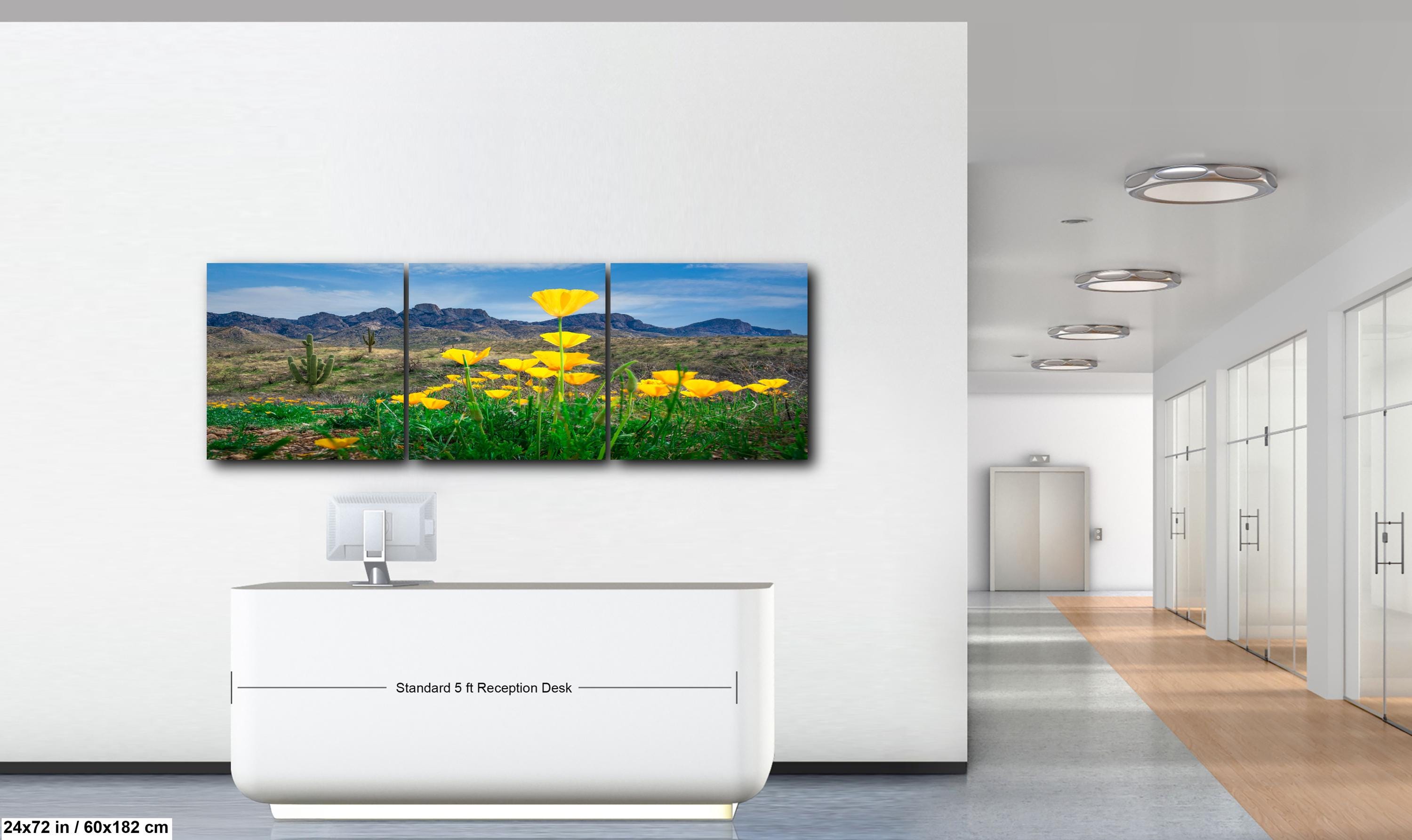 Arizona Poppies in Bloom with Saguaros and Mountains - Catalina State Park Tucson Photography Print