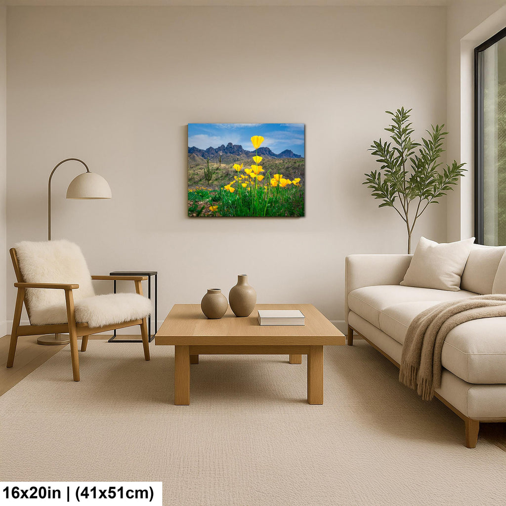 Arizona Poppies in Bloom with Saguaros and Mountains - Catalina State Park Tucson Photography Print