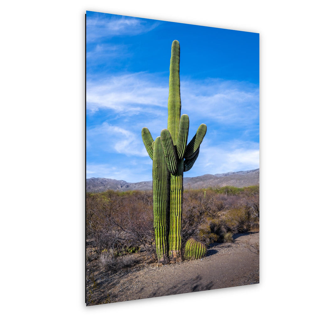 Towering Saguaro Against Blue Desert Sky Tucson Arizona Photography Print