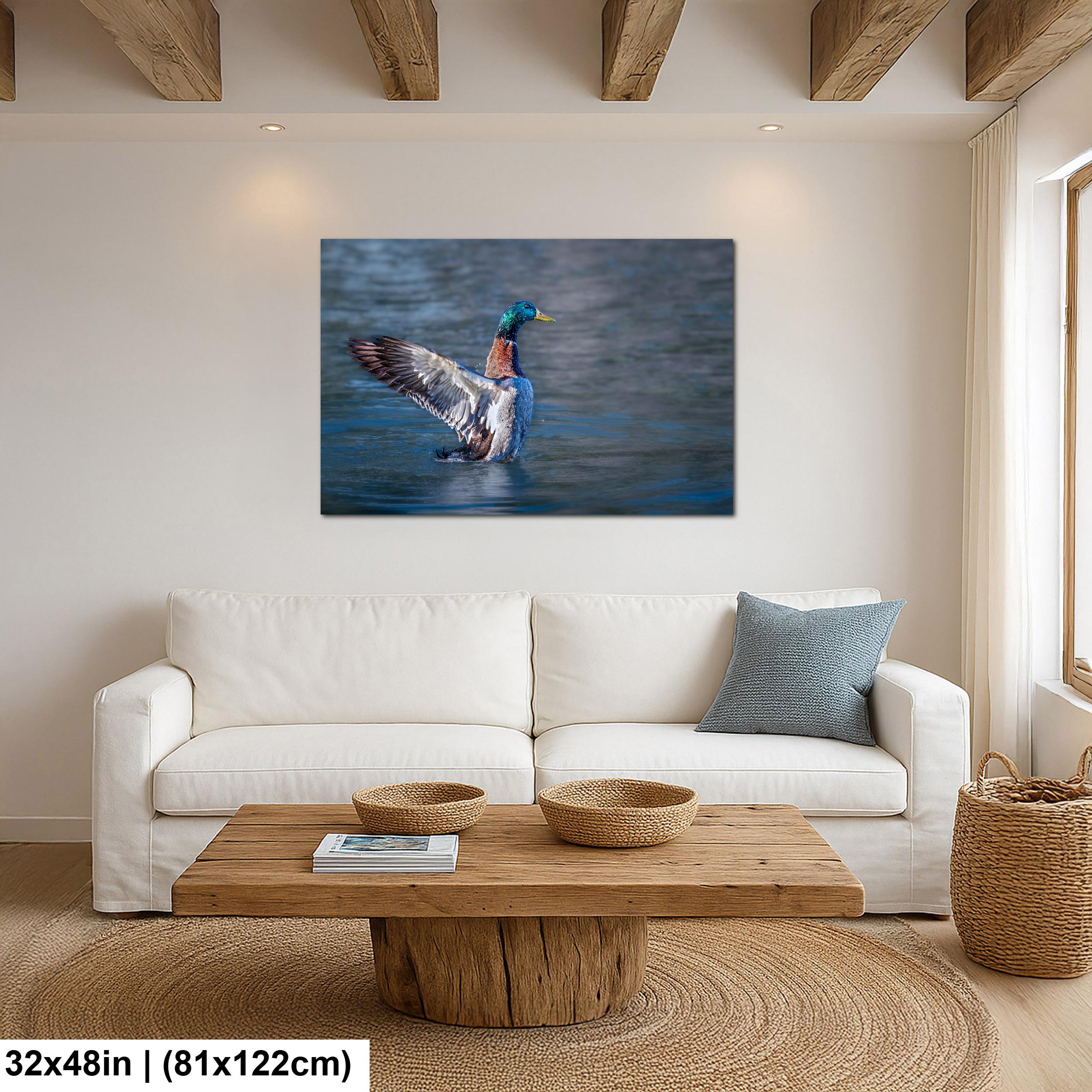 Winged Display: Mallard Duck Tucson Arizona Photography Wall Art