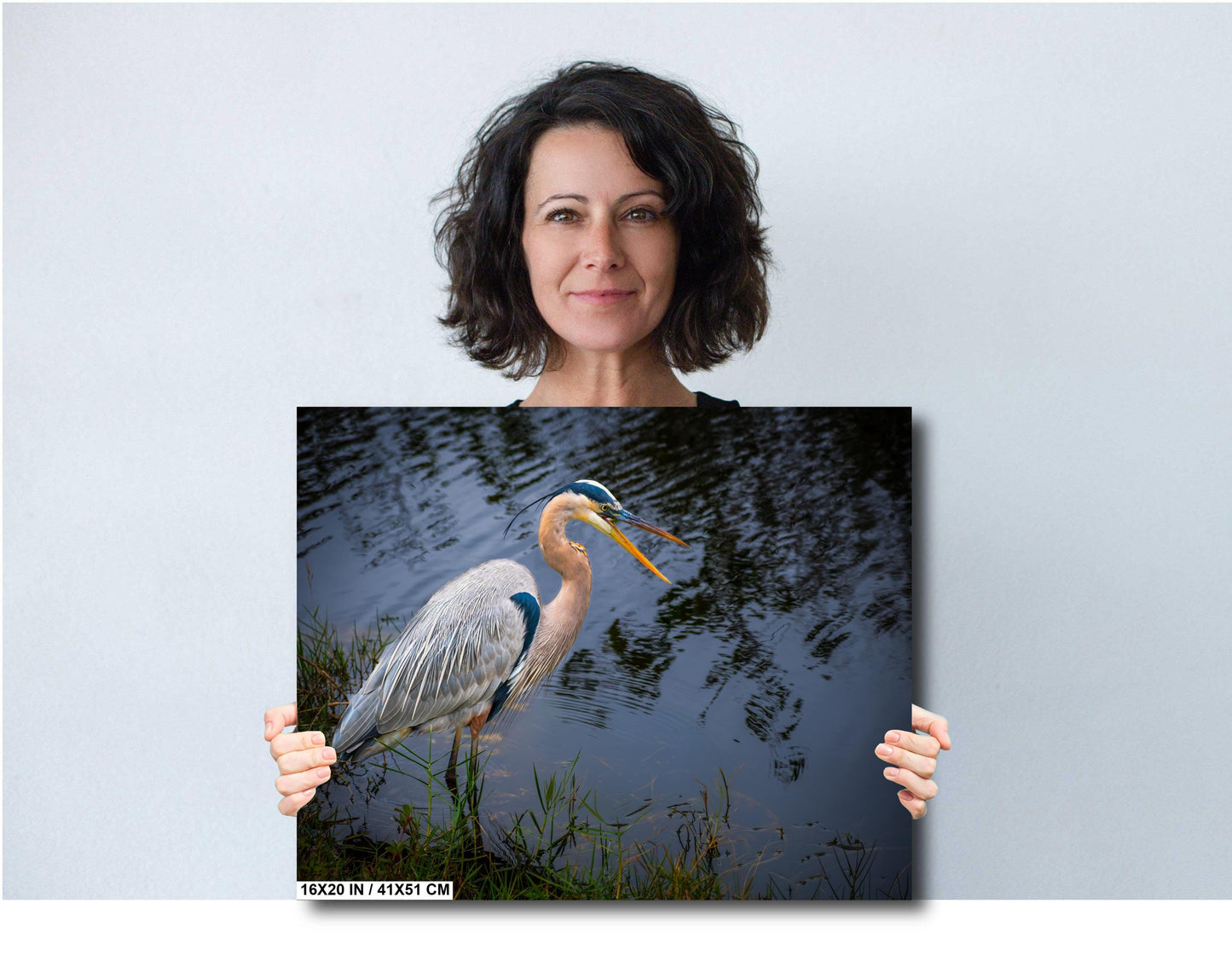 Laughing Blue Heron: Everglades National Park Florida Bird Print Wall Art Photography Animal Wildlife Aluminum/Acrylic/Metal/Canvas