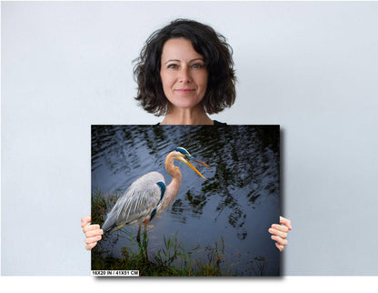 Laughing Blue Heron: Everglades National Park Florida Bird Print Wall Art Photography Animal Wildlife Aluminum/Acrylic/Metal/Canvas