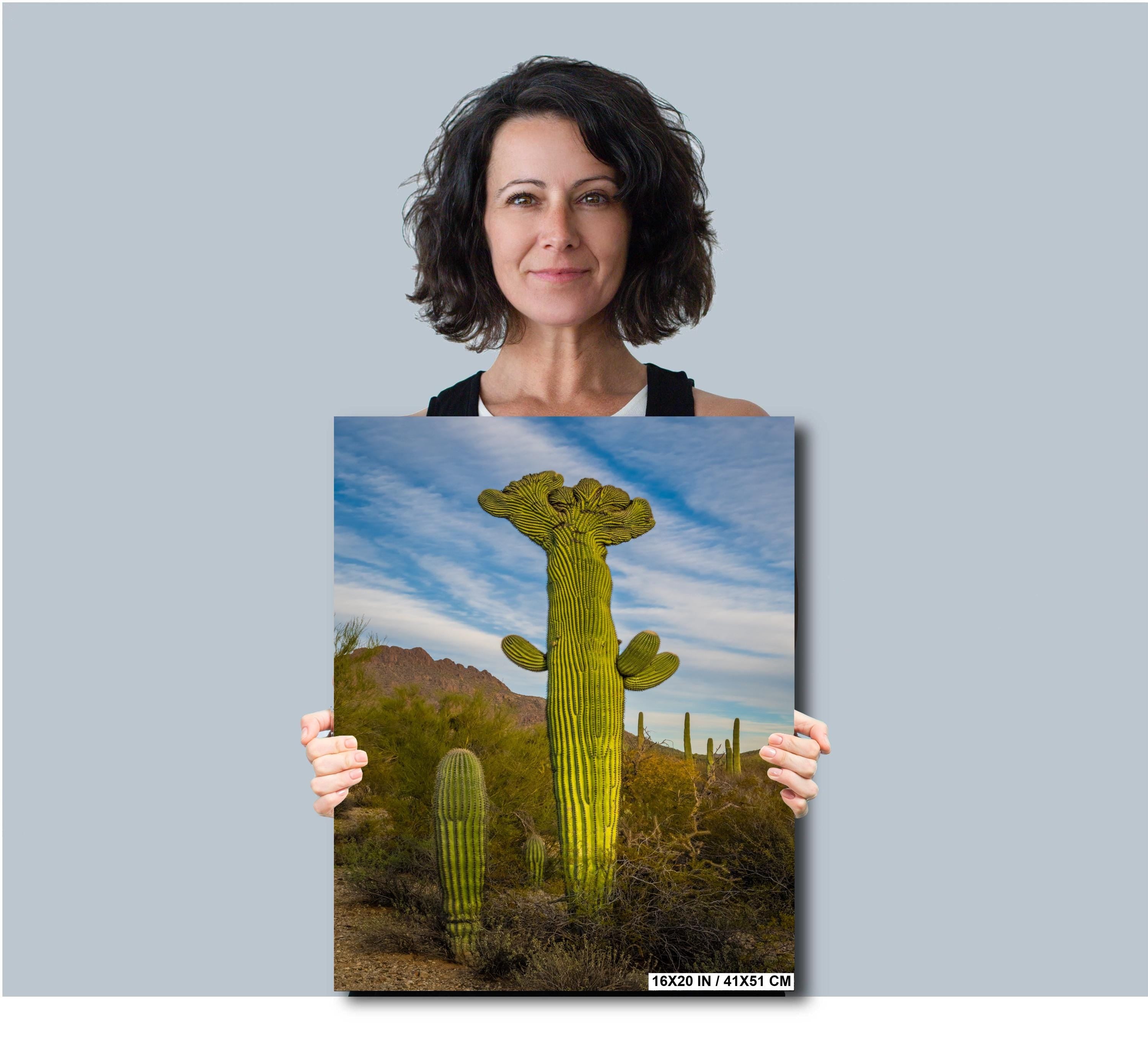 Saguaro Cactus: Tucson Mountain Park, Arizona Desert Photography Wall Art