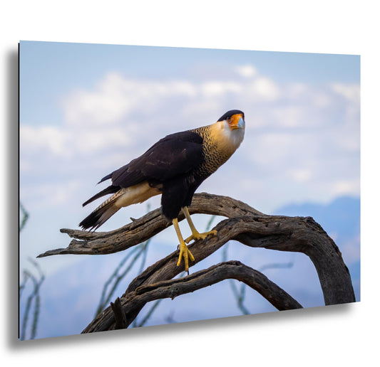 Crested Caracara Fine Art Print: Arizona Desert Wildlife Photography