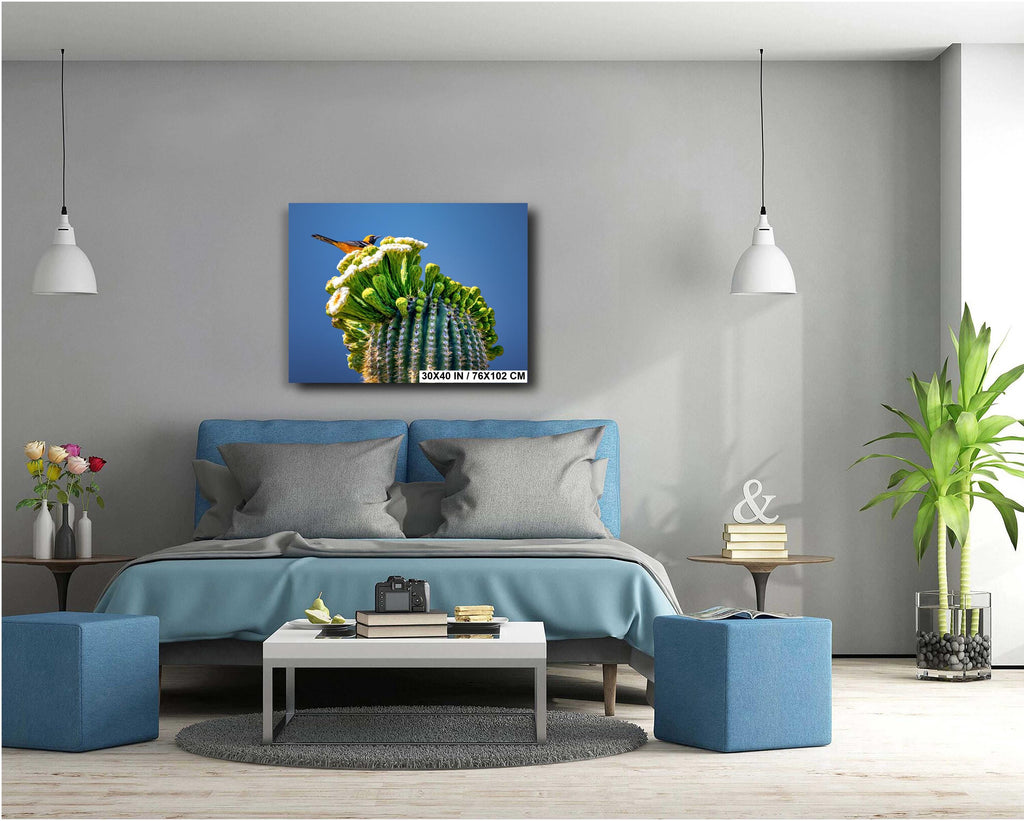 Arizona Desert Songbird: Hooded Oriole on Saguaro Cactus Flower Top Wall Art Print Aluminum/Acrylic/Metal/Canvas Bird Nature Photography