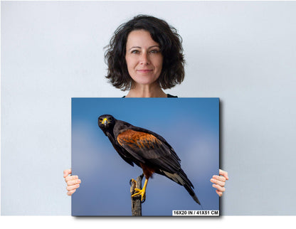 Woman holding a large photo of a hawk against a plain background