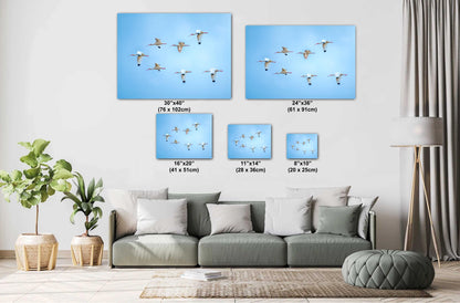 White Ibises Wedge In Flight: American White Ibis in Everglades National Park Florida Print Wall Art Birds Photography Aluminum/Metal/Canvas