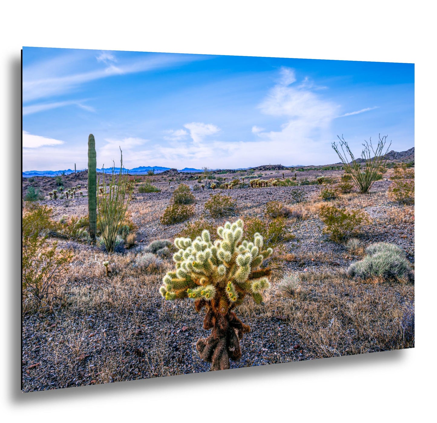 Teddy Bear Cholla in Bloom, Quartzsite Arizona Desert Landscape Photography Print