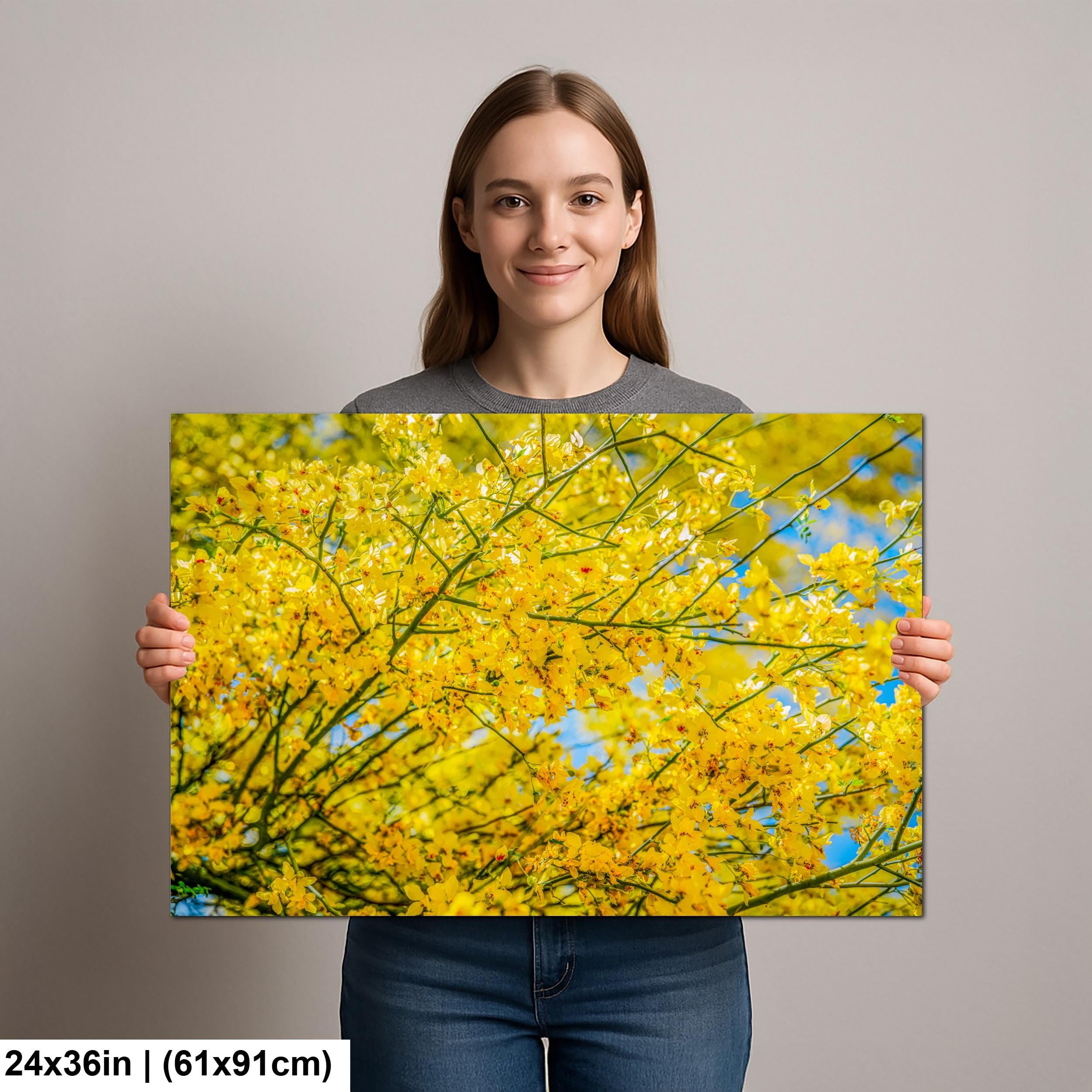 Palo Verde Spring Bloom Photography Print, Saguaro National Park Tucson Arizona, Yellow Desert Flowers Wall Art