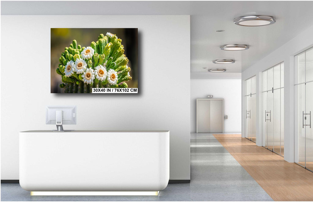 Arizona Saguaro Cactus Flower: Sonoran Desert Nature Photography Wall Art