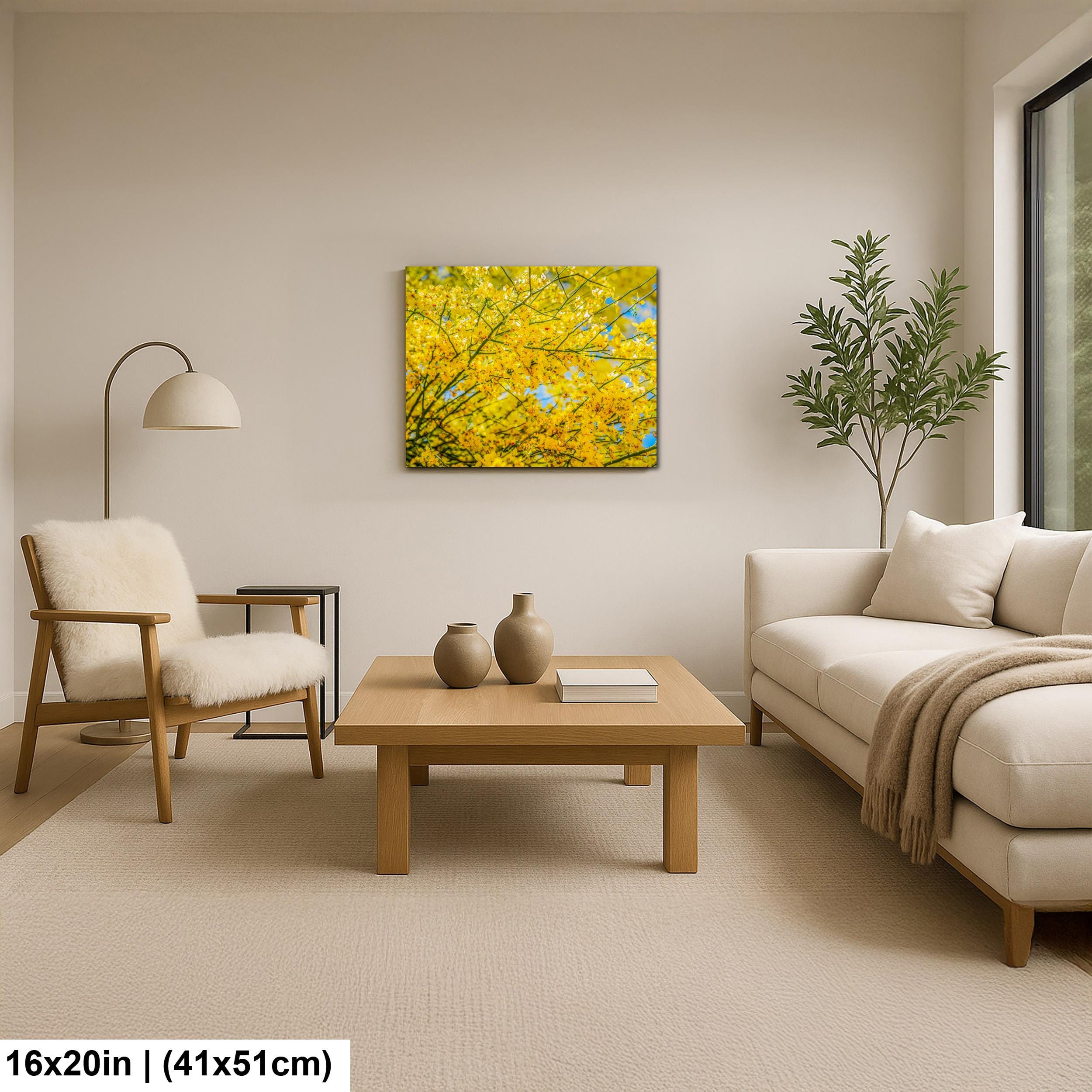 Palo Verde Spring Bloom Photography Print, Saguaro National Park Tucson Arizona, Yellow Desert Flowers Wall Art