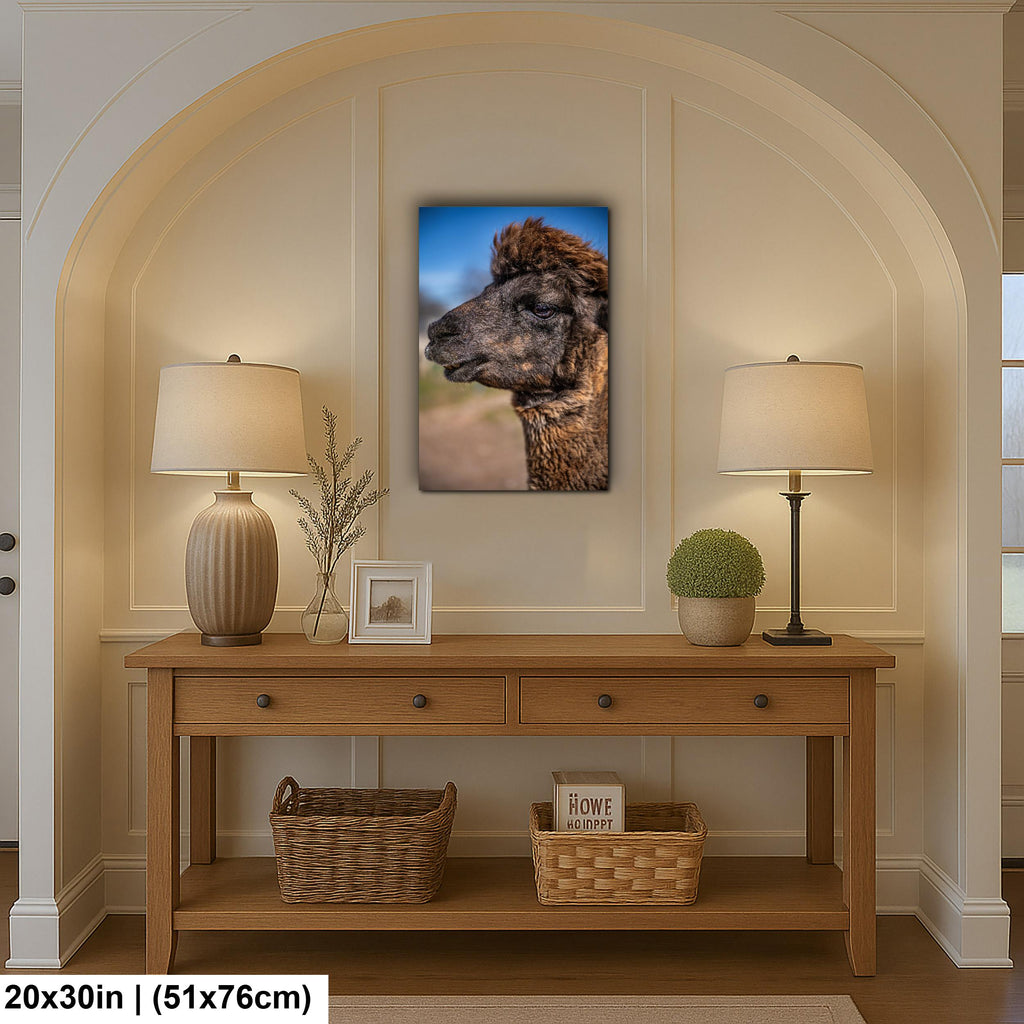 Brown Alpaca Portrait, Tucson Arizona, Photography Print Wall Art