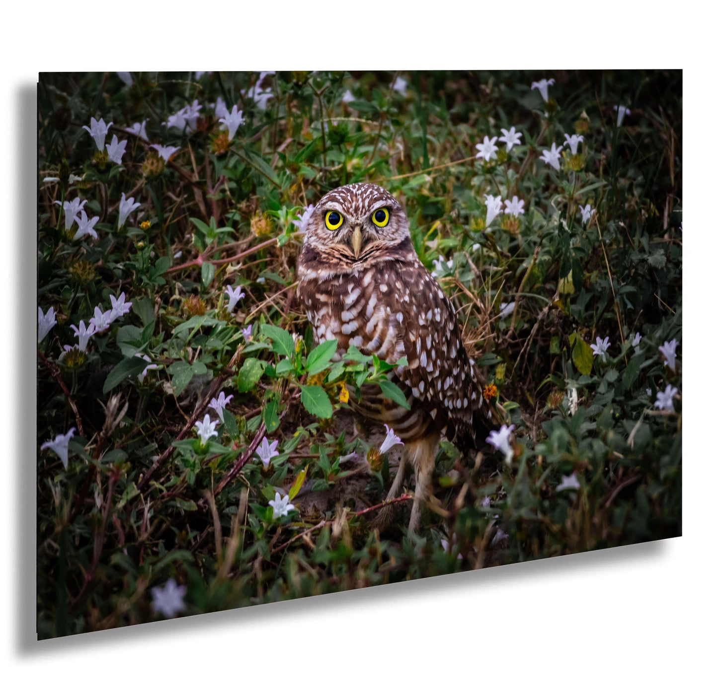 Burrowing Owl Among Flowers – Cape Coral’s Famous Little Watcher The Americas Print Wall Art Photography Aluminum/Acrylic/Metal/Canvas