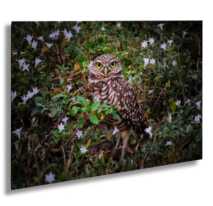 Burrowing Owl Among Flowers – Cape Coral’s Famous Little Watcher The Americas Print Wall Art Photography Aluminum/Acrylic/Metal/Canvas