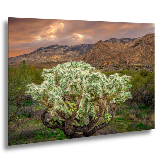 Cholla Cactus at Sunset - Catalina State Park Tucson Arizona Photography Print