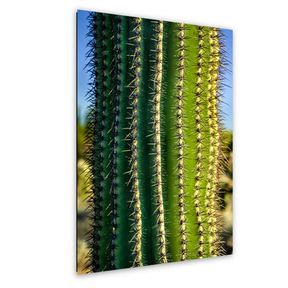 Saguaro Cactus Close-Up Photography Print, Oro Valley Arizona Desert Wall Art, Southwestern Decor, Green Cactus Spines