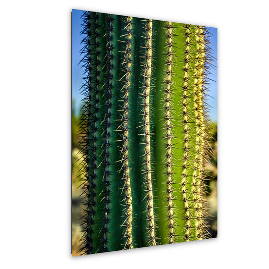 Saguaro Cactus Close-Up Photography Print, Oro Valley Arizona Desert Wall Art, Southwestern Decor, Green Cactus Spines