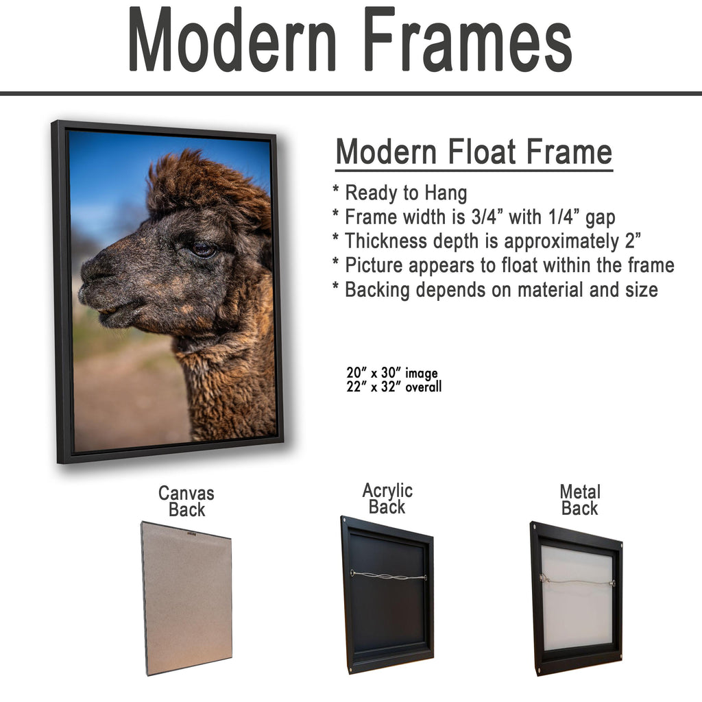 Brown Alpaca Portrait, Tucson Arizona, Photography Print Wall Art