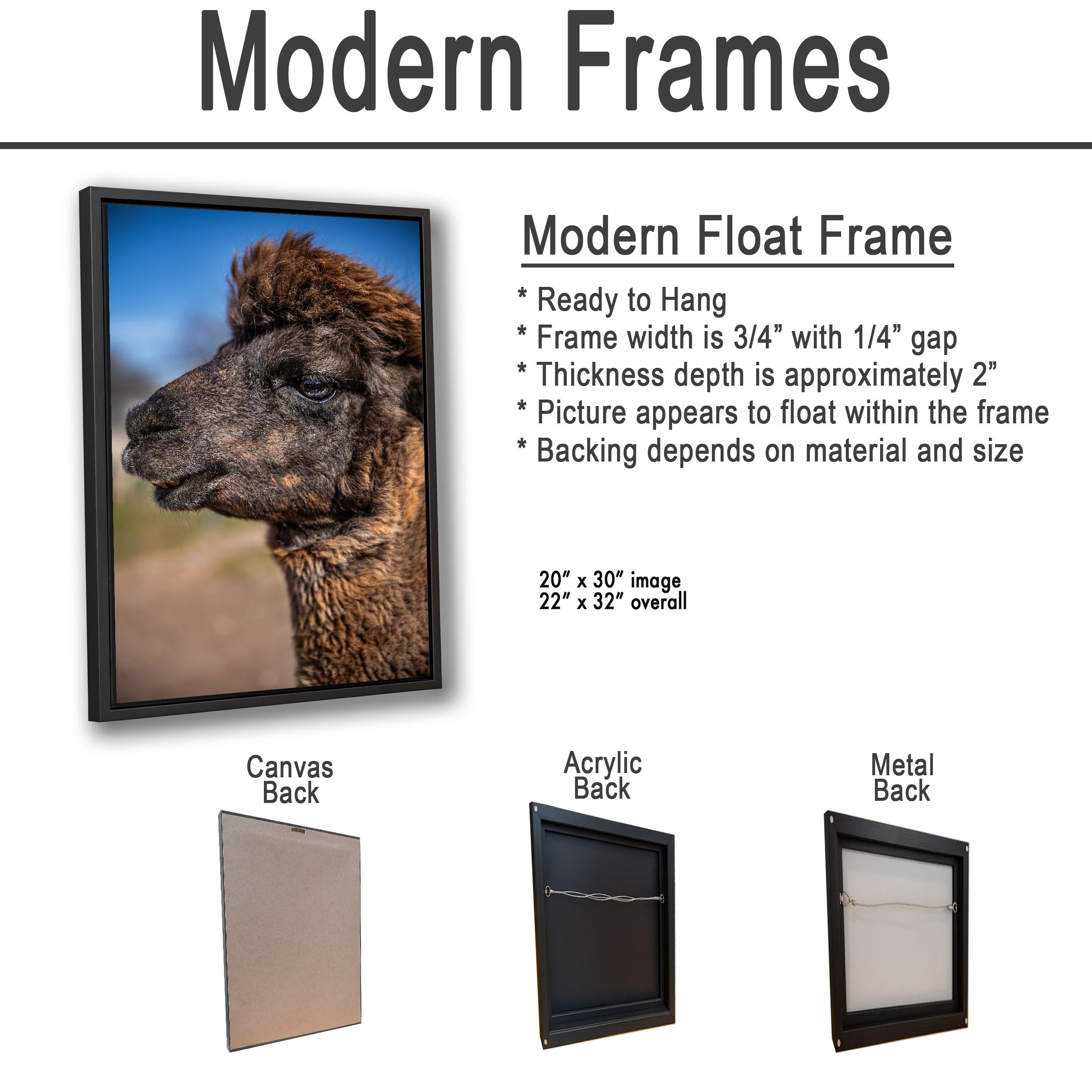 Brown Alpaca Portrait, Tucson Arizona, Photography Print Wall Art