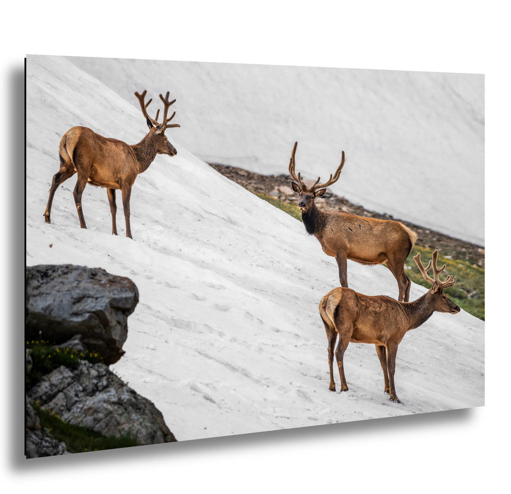 Bull Elk Trio on Summer Snow Rocky Mountain National Park Colorado Photo Print, Alpine Wildlife Wall Art Home Decor, Animal Photography