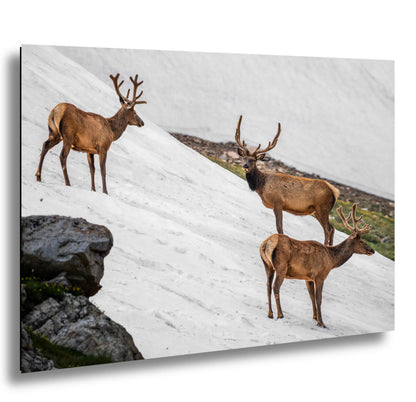 Bull Elk Trio on Summer Snow Rocky Mountain National Park Colorado Photo Print, Alpine Wildlife Wall Art Home Decor, Animal Photography