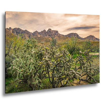 Catalina State Park Blooming Cholla - Tucson Arizona Desert Mountains Photography Print