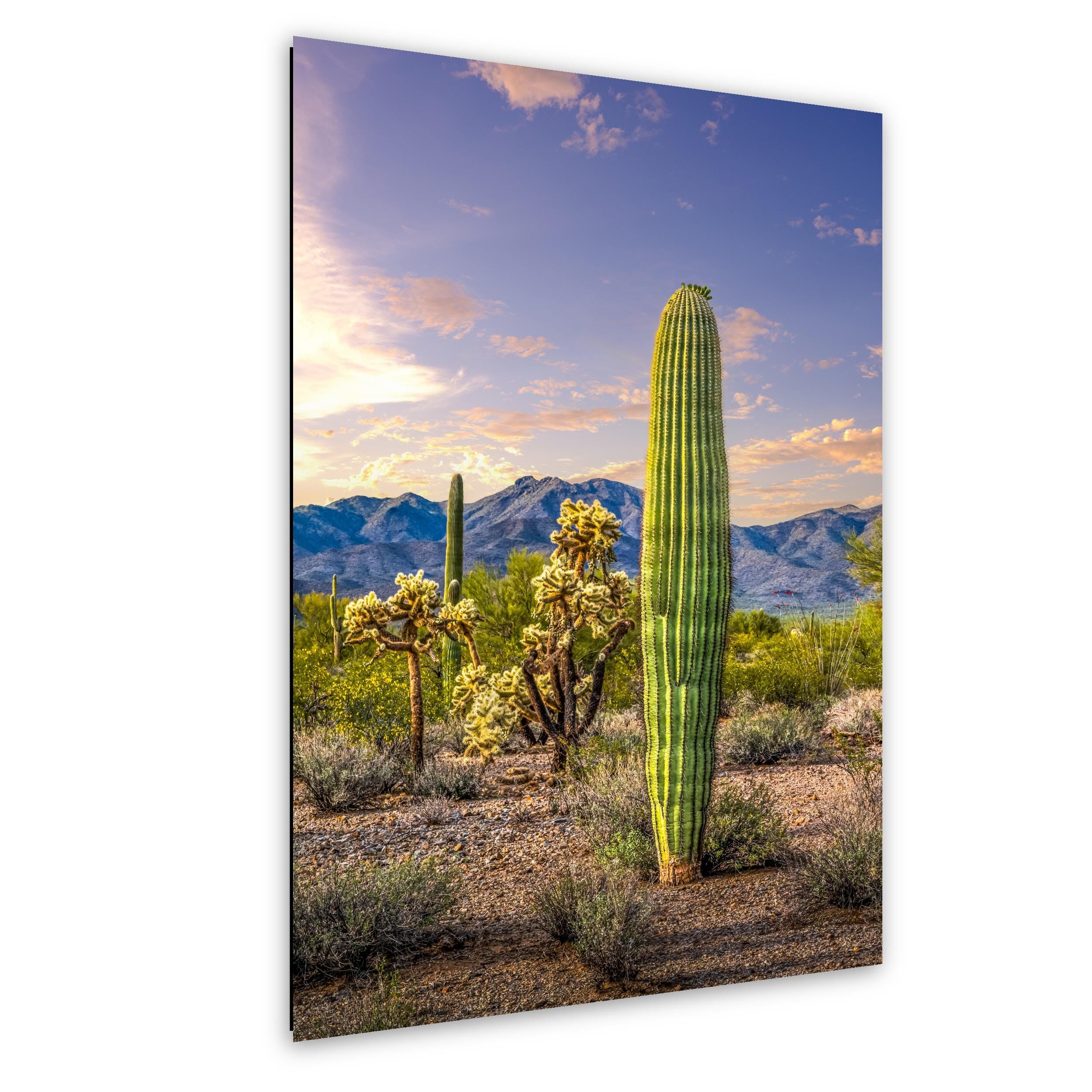 Golden Hour Saguaros and Cholla in Bloom Desert Photography Print, Tucson Arizona Southwest Wall Art Decor