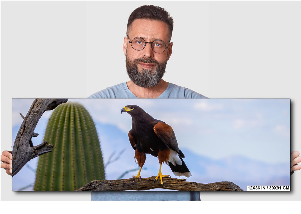 Harris's Hawk Desert Photography Print: Arizona Wildlife Art