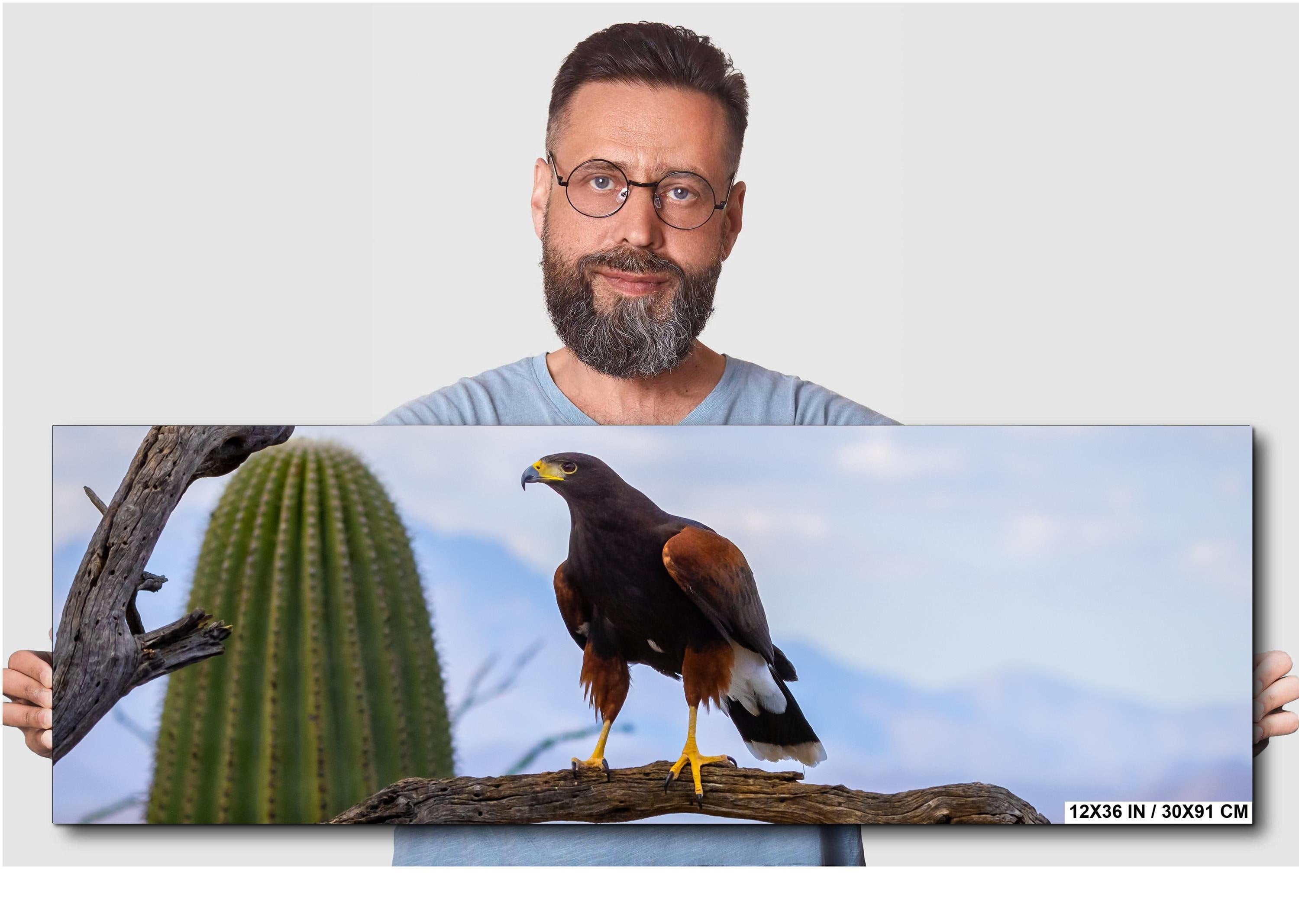 Harris's Hawk Desert Photography Print: Arizona Wildlife Art