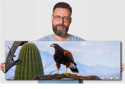 Harris's Hawk Desert Photography Print: Arizona Wildlife Art