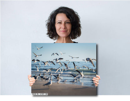 Seagulls of Anna Maria Island Beach, Florida Print Wall Art Bird Wildlife Photography Aluminum/Acrylic/Metal/Canvas Coastal Seascape Decor