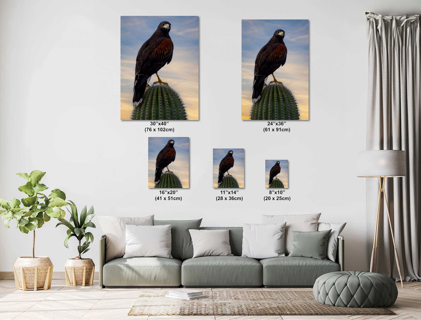 Harris's Hawk Sunset Print: Arizona Desert Bird Photography, Saguaro Cactus Wall Art