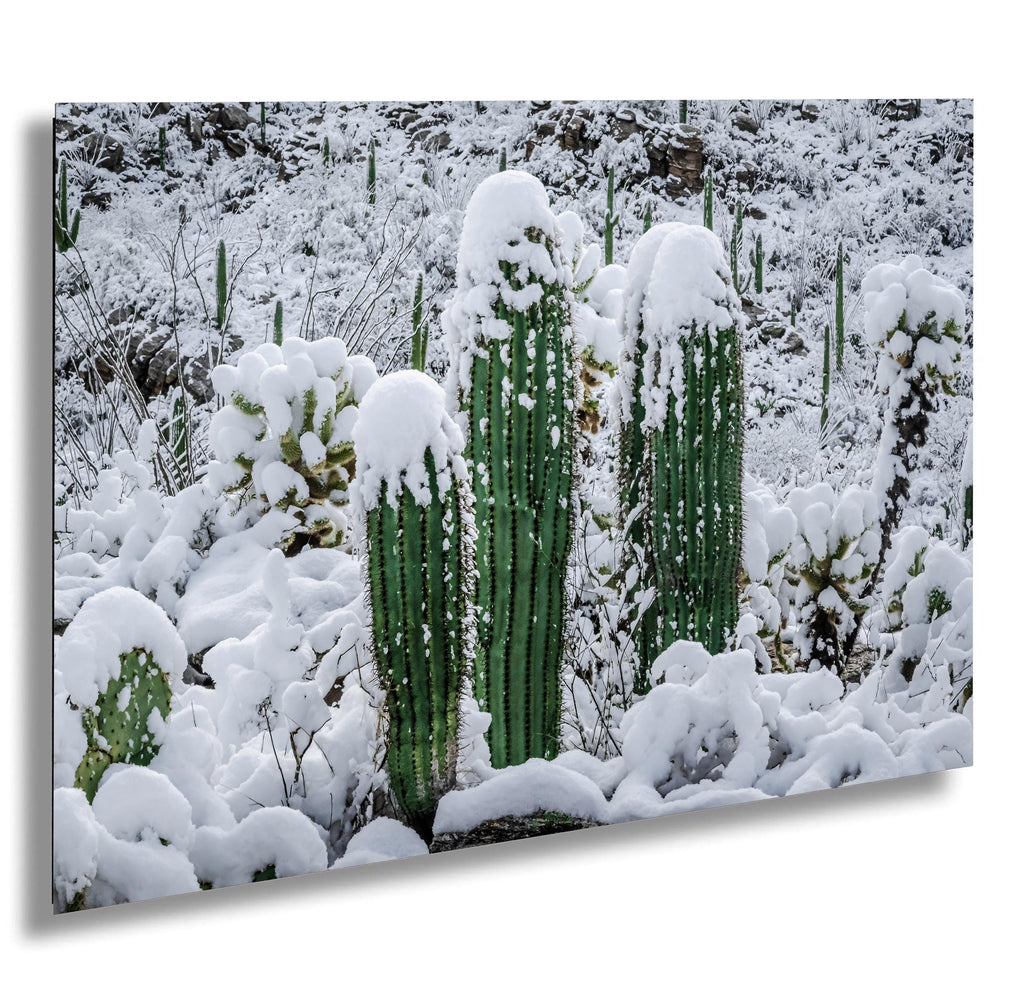 Saguaro Cactus Photography: Black and White Desert Minimalist Wall Art