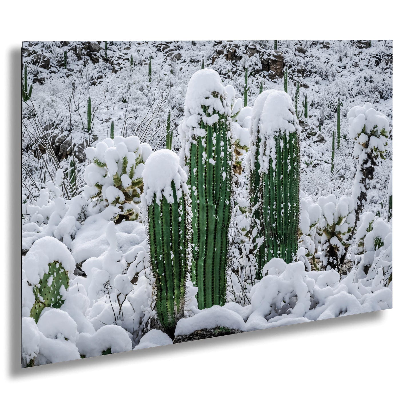 Saguaro Cactus Photography: Black and White Desert Minimalist Wall Art