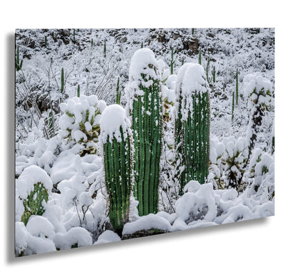 Saguaro Cactus Photography: Black and White Desert Minimalist Wall Art