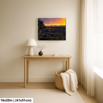 Sonoran Desert Sunset with Cholla and Saguaros - Casa Grande Arizona Photography Print