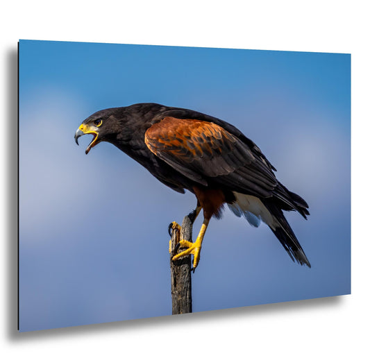 Harris's Hawk Desert Photography Print: Arizona Wildlife Art